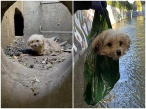 Un transeúnte escuchó a un cachorro lloriquear desde una zanja