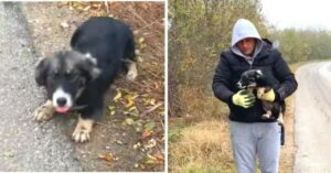 Perro abandonado por sus dueños, moviendo la cola con entusiasmo mientras un hombre lo recogía del borde de la carretera