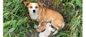 Perra madre con sus cachorros, que siguen esperando a su dueño desde hace días, sin saber que han sido abandonados