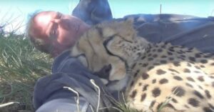 El fotógrafo decidió echarse una siesta bajo un árbol y se le unió un guepardo