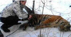 Un tigre vino a pedir ayuda para quitarse la soga del cuello