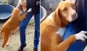 Un periodista va al refugio a hacer un reportaje, el perro lo abraza con fuerza hasta que lo adopta