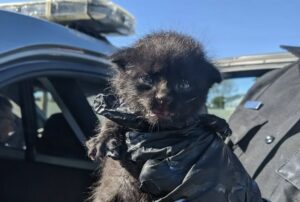 Un gatito recién nacido se arrastró hacia la autopista con sus últimas fuerzas, esperando ser rescatado