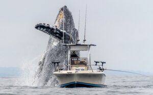 Una enorme ballena irrumpe junto a la pequeña embarcación (vídeo)