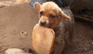 Cachorro olvidado cuyos hermanos han sido adoptados, intenta valerse por sí mismo entre la basura