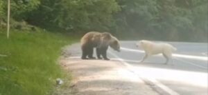 Perro pastor Vs oso: vídeo que demuestra la valentía de esta raza