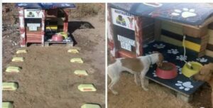 Un hombre construyó un restaurante de 24 horas para perros sin hogar