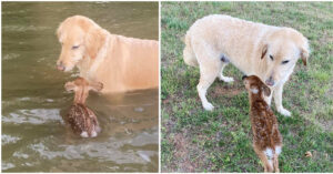 Este simpático perrito de terapia se lanzó al lago para salvar a un bebé ciervo que se ahogaba en el lago (vídeo)