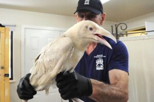 El «divino cuervo blanco» fue atendido en la isla de Vancouver tras ser encontrado demacrado y herido