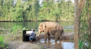 El talentoso pianista, con sus excelentes interpretaciones, cura las almas de los elefantes recientemente rescatados del cautiverio (vídeo)