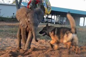 Rechazado por su manada, un bebé elefante enfermo encontró consuelo y buen humor en un antiguo perro de asistencia