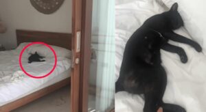 En Indonesia, un hombre llega al hotel y encuentra un gato en la cama