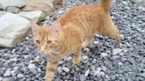 El gato Oliver recorrió más de 60 kilómetros para encontrar a su familia perdida durante la mudanza