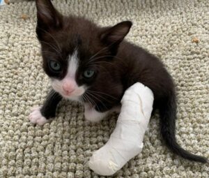 Panda, el gatito que nació con una pata torcida y aprendió a caminar