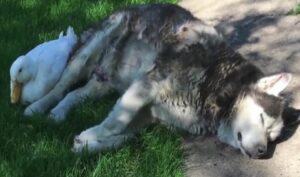 Un vínculo absolutamente increíble entre un husky y un pato deja a todos boquiabiertos (vídeo)