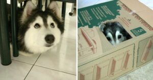 Este husky que creció con gatos se comporta como tal