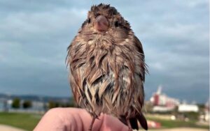 La niña encontró un gorrión medio muerto y lo devolvió a la vida, ahora el pájaro se niega a volar y considera a la niña su madre