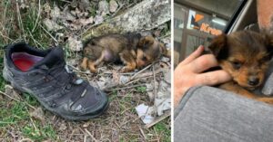 Un cachorro abandonado utilizaba un zapato como refugio, pero fue rescatado y ahora tiene un verdadero hogar