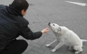 Esta es la historia de un perro callejero que vivía cerca de una gasolinera y al que la gente llamaba blanco. El simpático perrito incluso da la mano (vídeo)