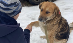 En el vertedero, un perro callejero trató de dar una patada de ayuda a todos