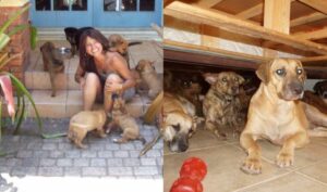 Una mujer de Bahamas acogió a 97 perros sin hogar para salvarlos del huracán