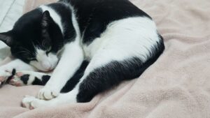 El neumólogo le aconseja que se deshaga del gato Tonicão pero él prefiere conservar su amor