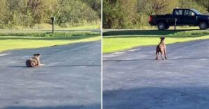 Una perra rescatada corre al encuentro de la camioneta de su padre humano todos los días después del trabajo