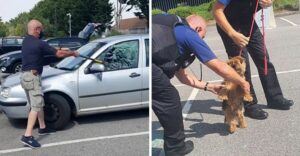 Deja a su perro en el coche al sol durante 45 minutos, un transeúnte rompe la ventana con un hacha