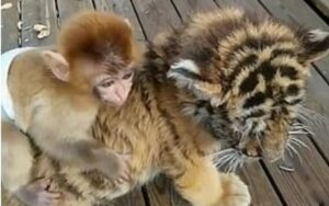 La amistad más verdadera: un mono fantástico y un cachorro de tigre comparten un vínculo inseparable entre ellos