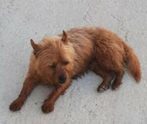 El perro ha empezado a escaparse mucho de casa, pero no se le regaña