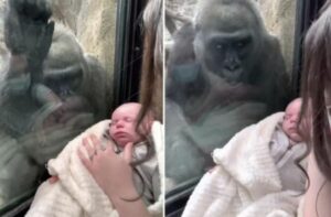 En el zoo, una madre mostró a su bebé gorila y se sorprendió de su reacción