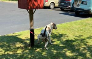 Perro herido, atado y abandonado frente a la biblioteca