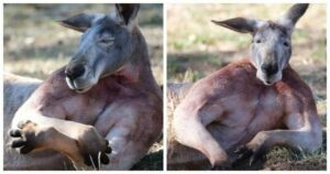 Un canguro muestra sus músculos y se convierte en una estrella de Internet