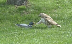 El halcón se pregunta por qué el pato no le responde