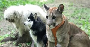 El puma salvaje se convirtió en un animal doméstico y aprendió a comportarse en sociedad. Es muy atractivo. (vídeo)