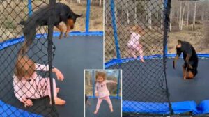 La cuestión de quién está más contento: una niña y su perro saltando en un trampolín