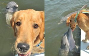 La foto del perro y los delfines besándose se hizo popular en Internet y resultó que son amigos desde hace más de 8 años