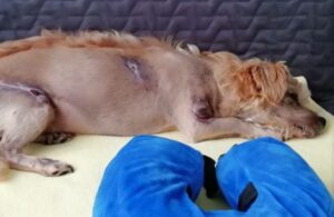 El pequeño Doodles, gravemente herido, fue arrastrado corriendo: la transformación del perro herido