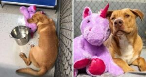 Un perro sin hogar intentó robar cinco veces un unicornio de peluche de una tienda