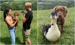 Inesperada amistad entre un pato adulto y un cachorro