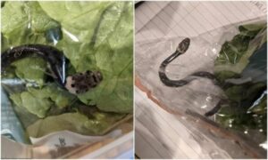 Una mujer australiana encuentra una serpiente en la ensalada del supermercado