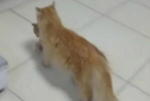 La propia gata llevó al gatito al hospital para su tratamiento