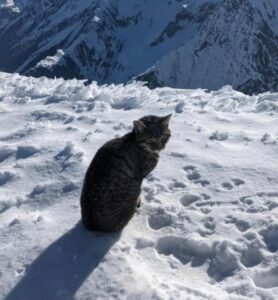 Los escaladores subieron a la montaña y se sorprendieron al encontrar un gato doméstico