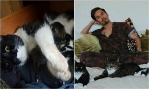 El chico encontró una gata con gatitos debajo de la cama y ahora son una gran familia