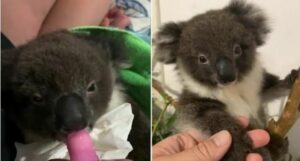 Un bebé koala tomando leche tranquilamente de un biberón: el mejor vídeo de la semana