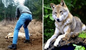 Un hombre salva a un lobo moribundo y a sus crías, años después el lobo le devuelve el favor