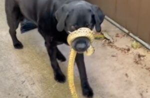 Una serpiente envuelve el hocico de un perro: del susto a la sorpresa – VÍDEO