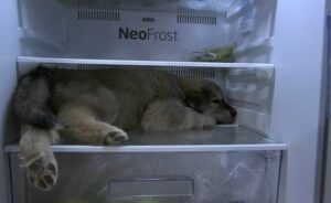 Un cachorro en Tailandia inventa una forma inusual de escapar del calor