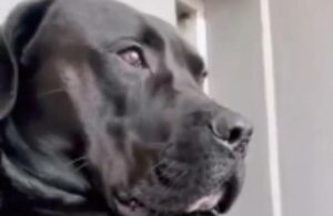 Kodak, la historia del «cachorro gigante»: tras ser rescatado, el perro busca un hogar – VÍDEO