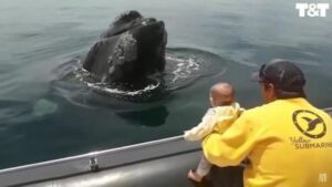 Una ballena juega al escondite con un bebé. ¡Increíble!